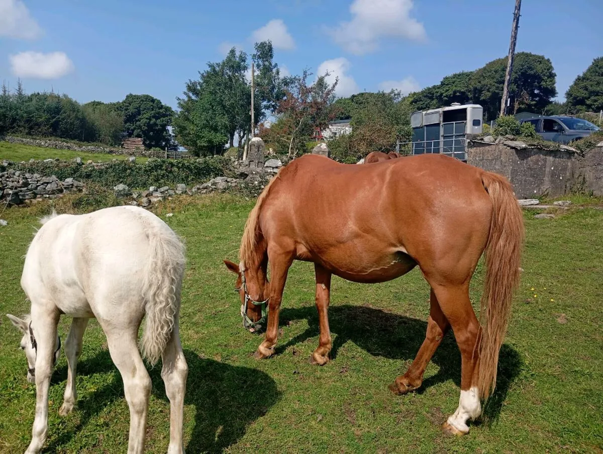 Class 1 Chestnut Connemara Mare - Image 1