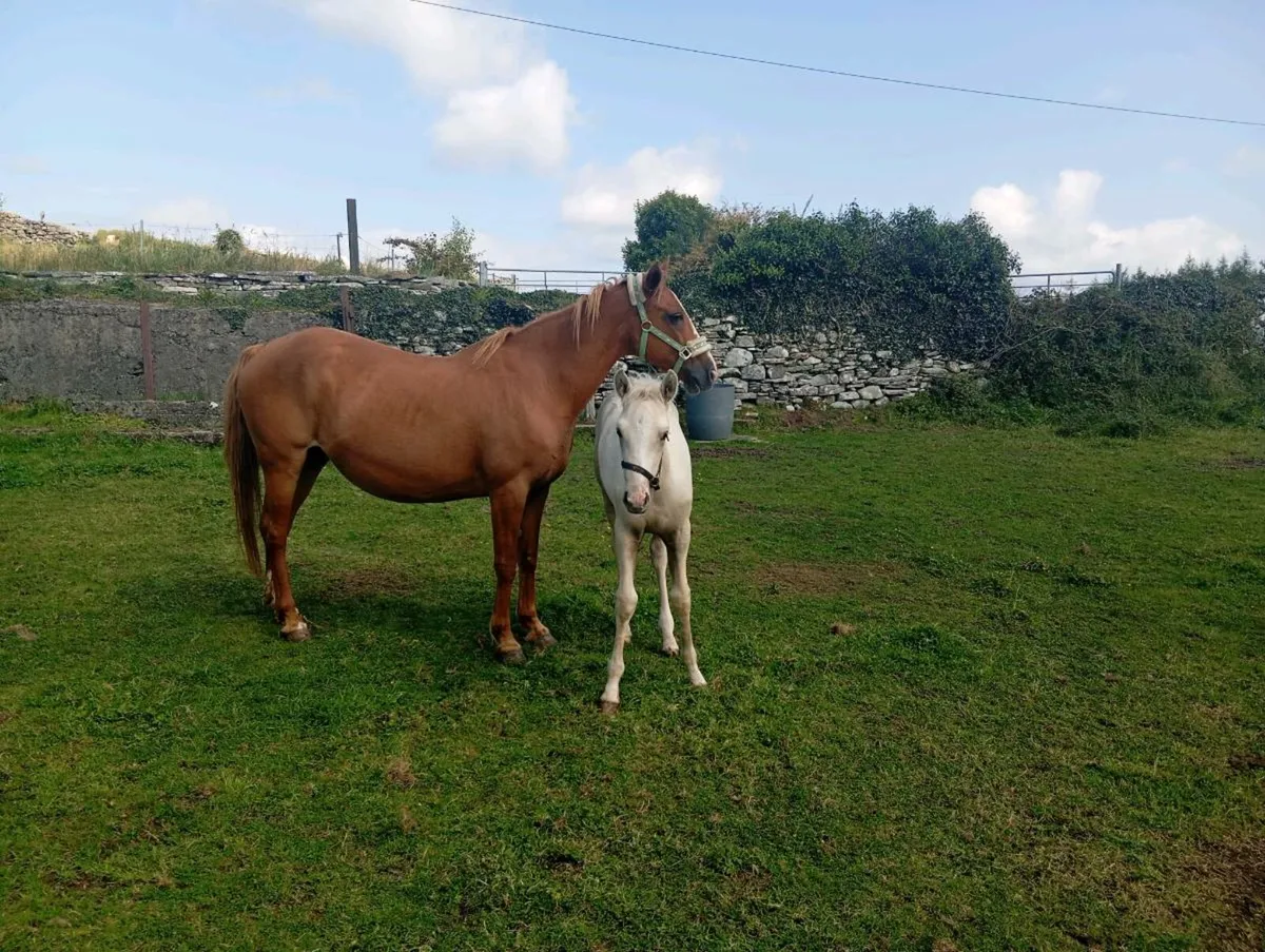 Class 1 Chestnut Connemara Mare - Image 2