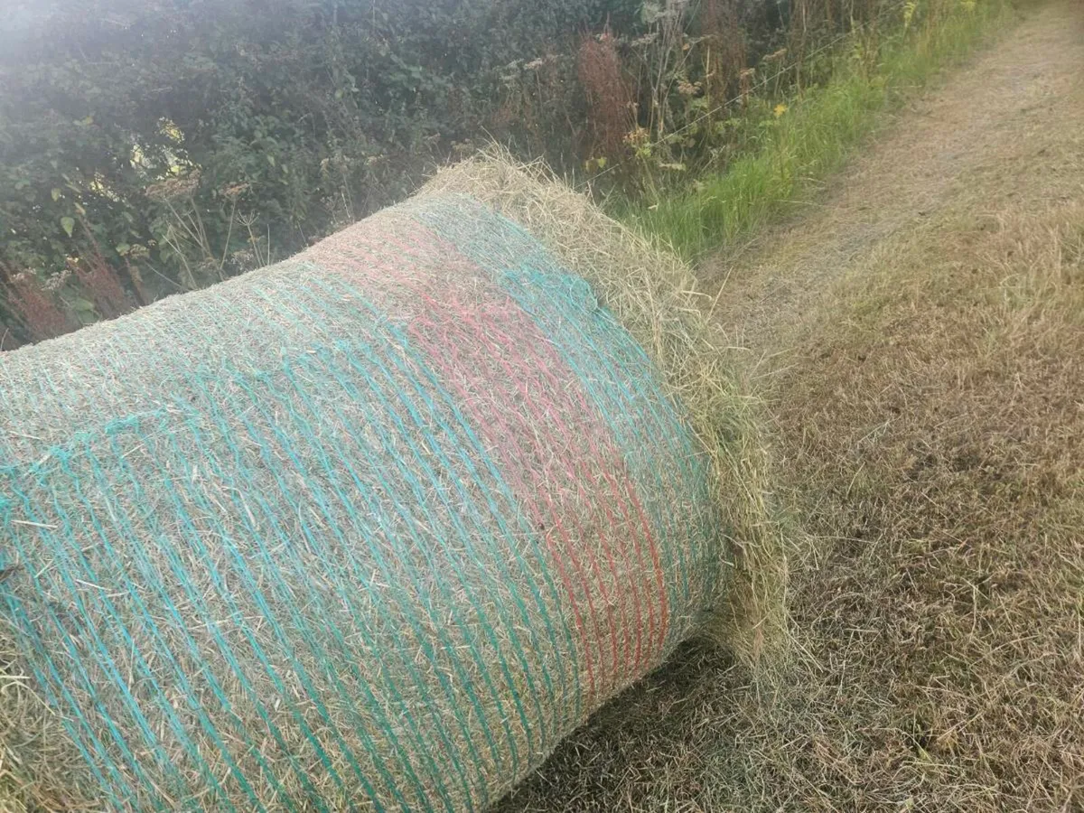 Organic haylage - Image 1