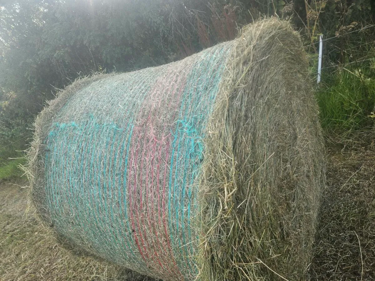 Organic haylage - Image 2