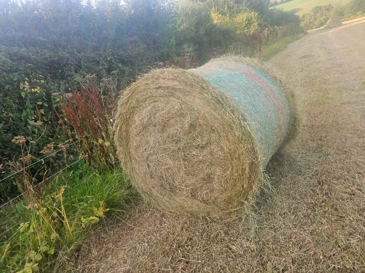 Organic haylage - Image 3