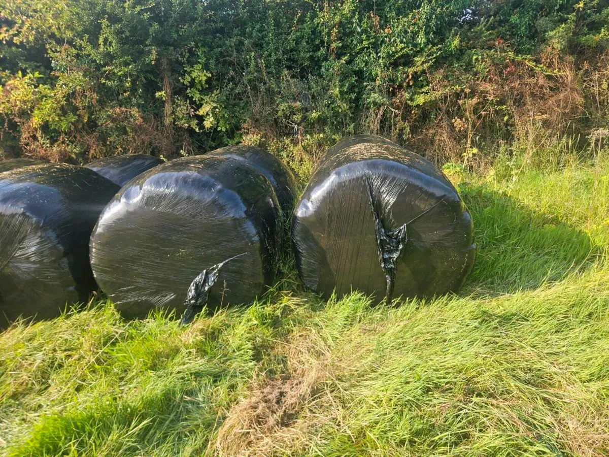 Organic haylage - Image 4