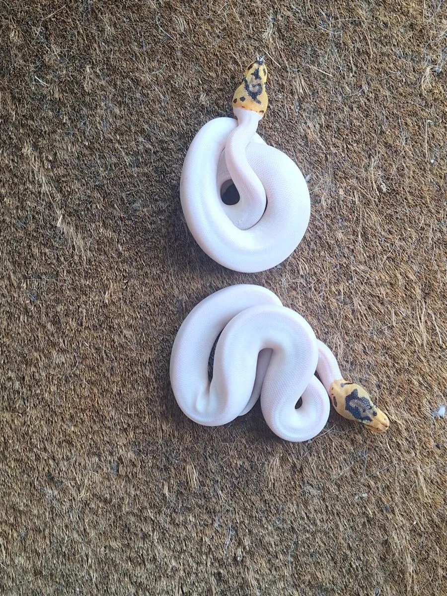Royal python morphs - Image 4