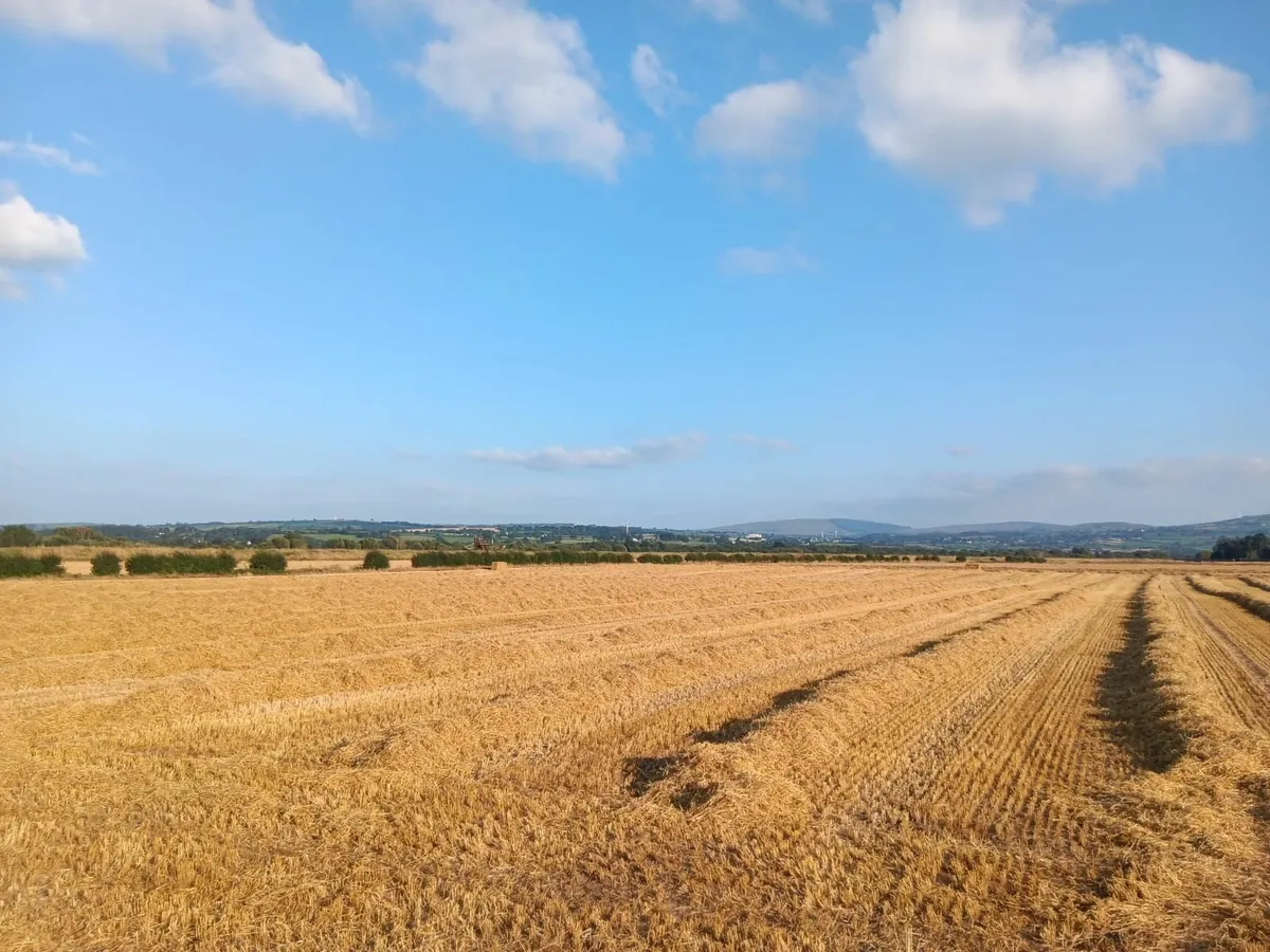 Small Square Straw Bales, Barley, Wheat and Oat - Image 2