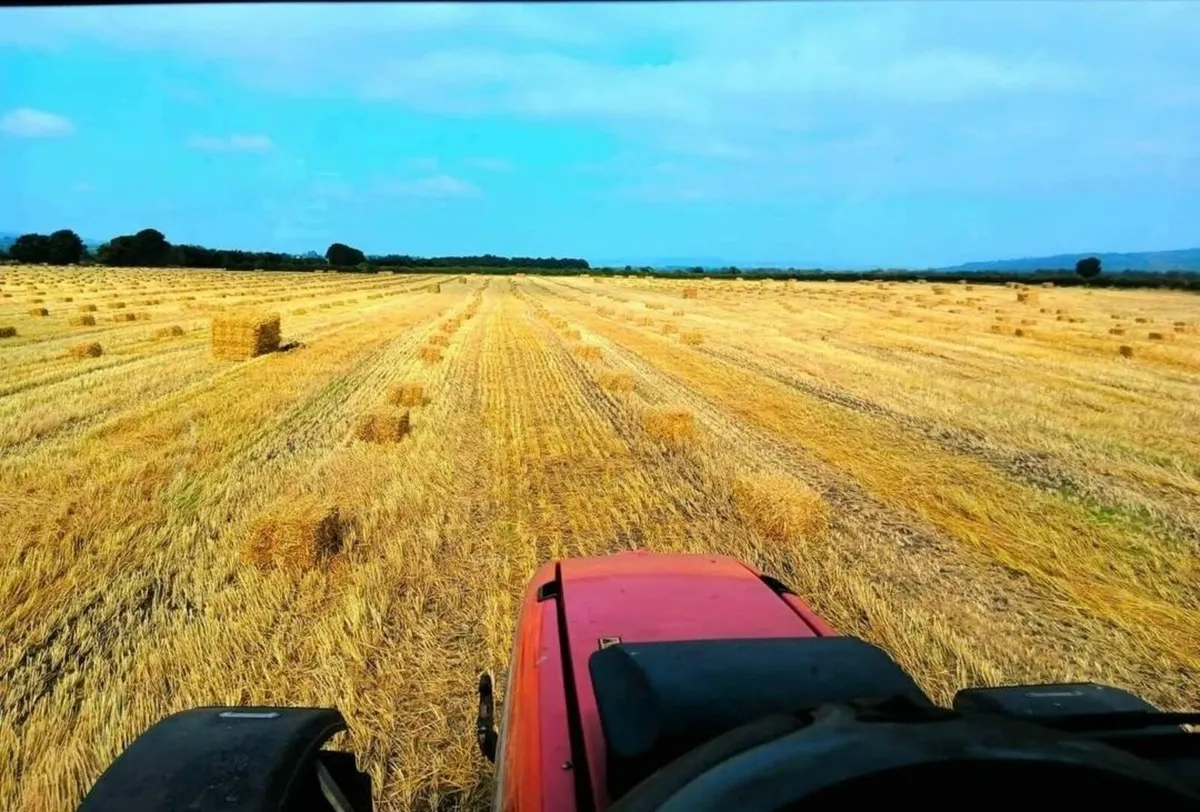 Small Square Straw Bales, Barley, Wheat and Oat - Image 3