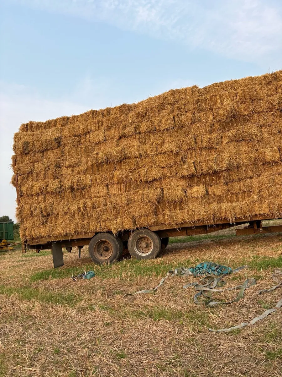 Spring barely straw - Image 3