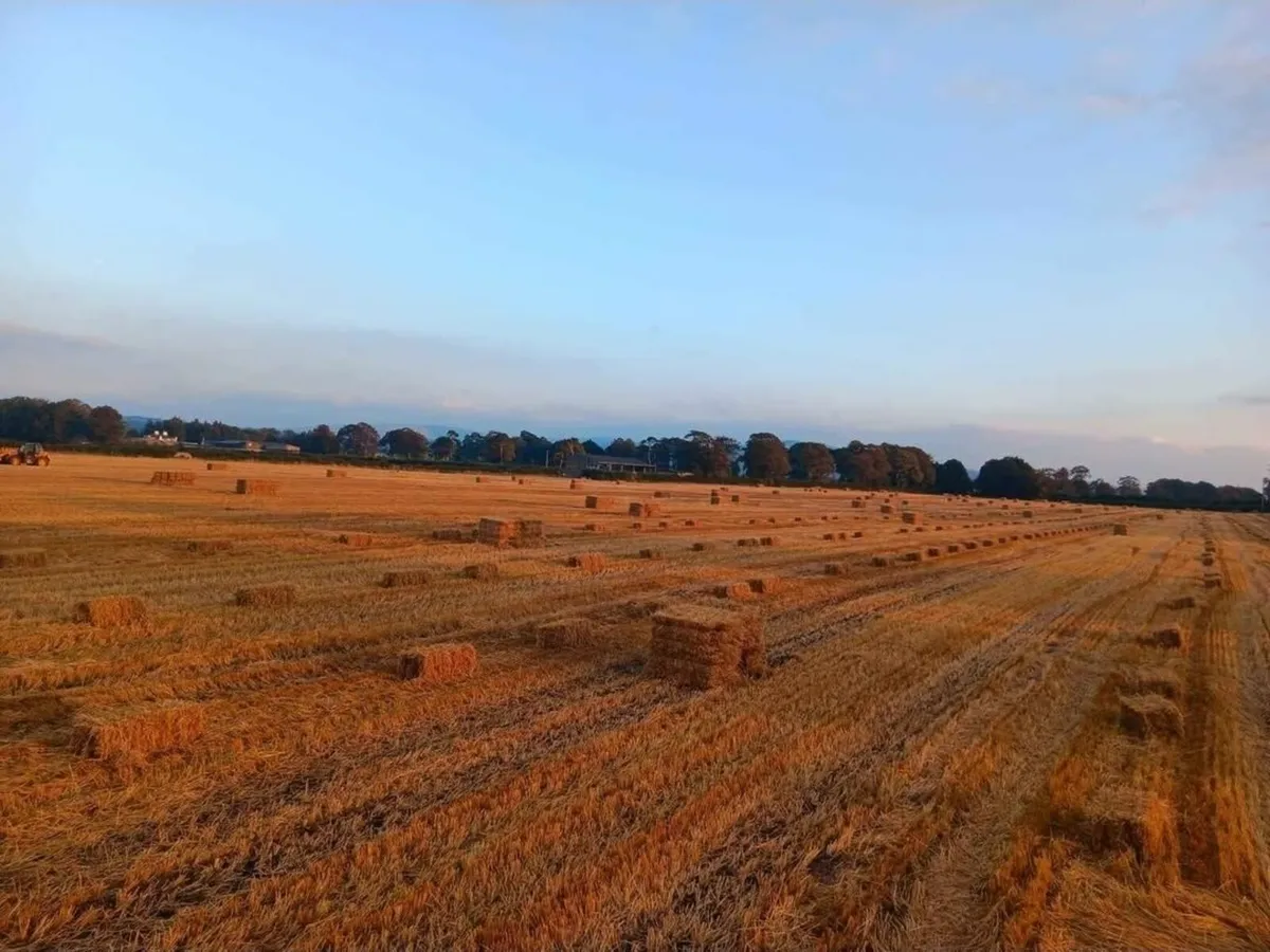 Small Square Straw Bales, Barley, Wheat and Oat - Image 1