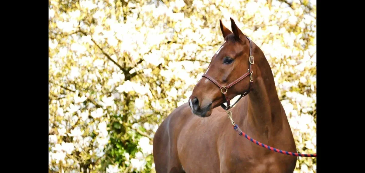 Horses for Sale - Image 2