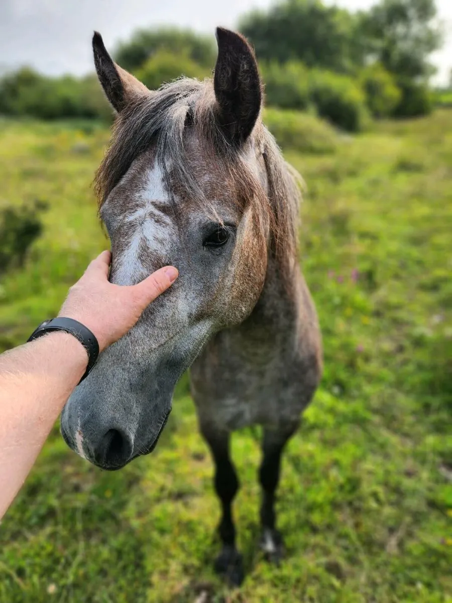 3yr old registered connemara filly - Image 3