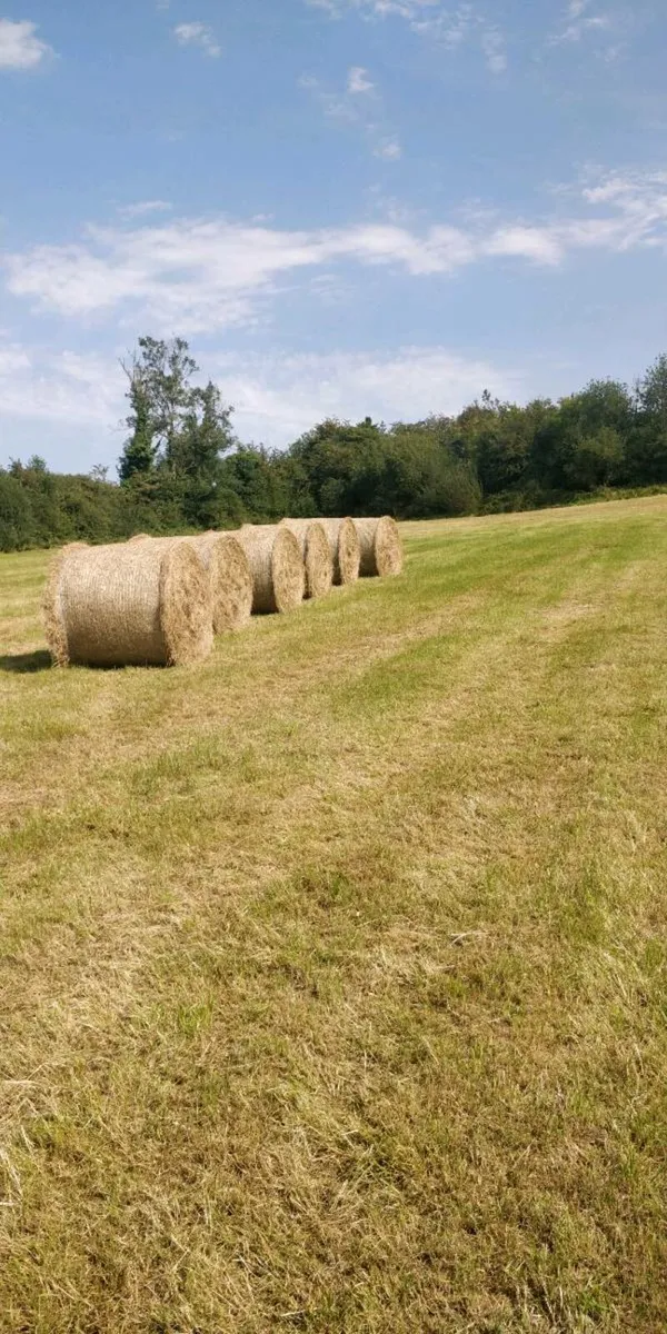 Hay - Image 1