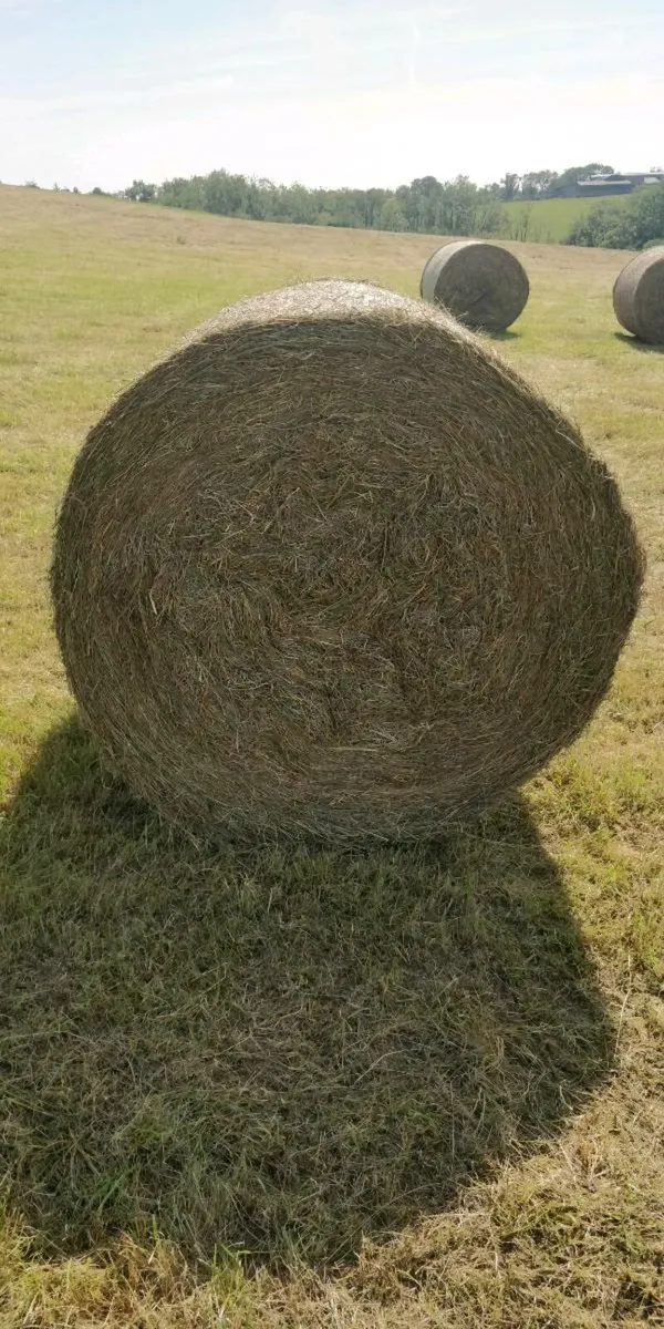 Hay - Image 2