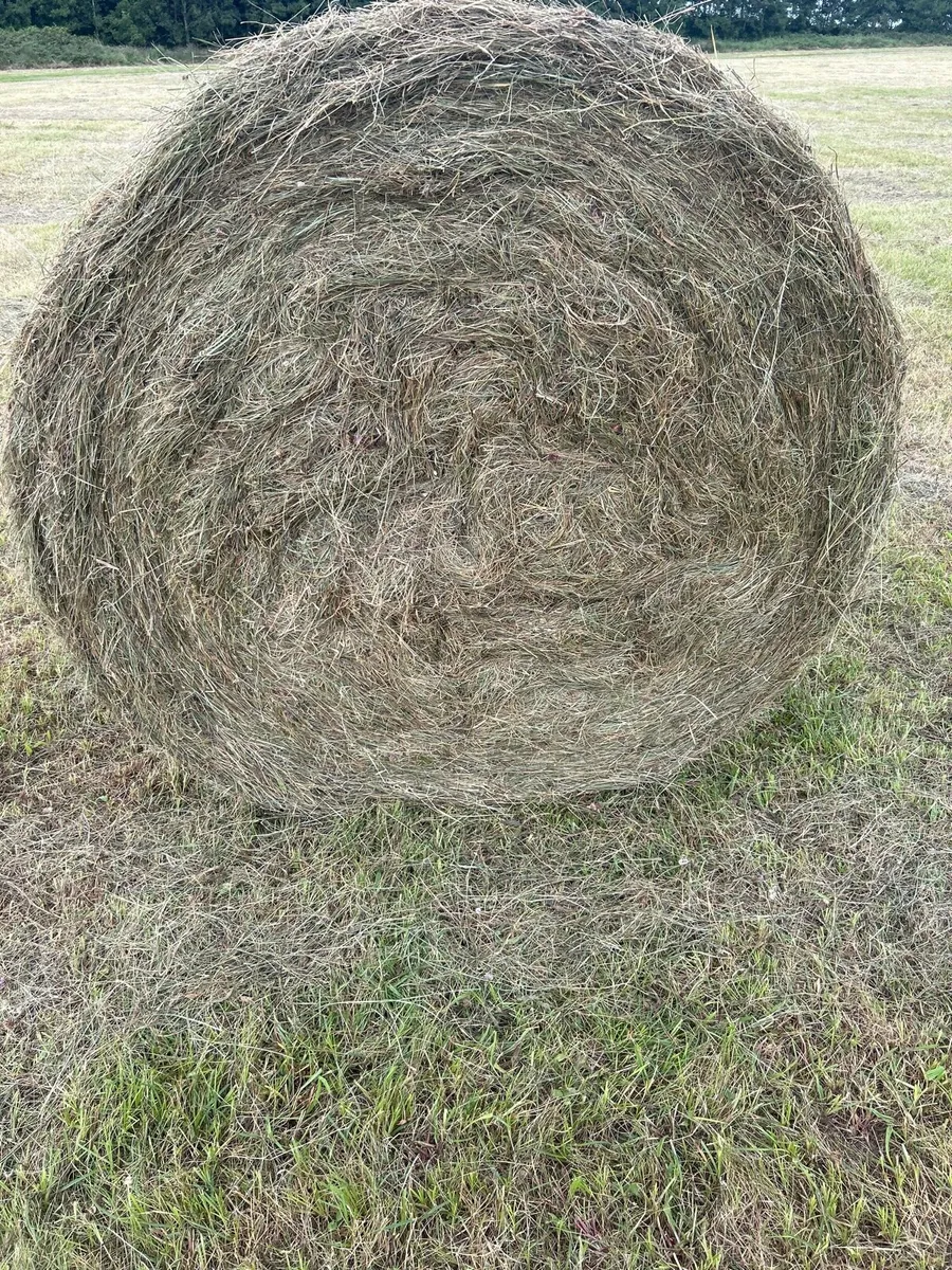 Hay for sale - Image 2