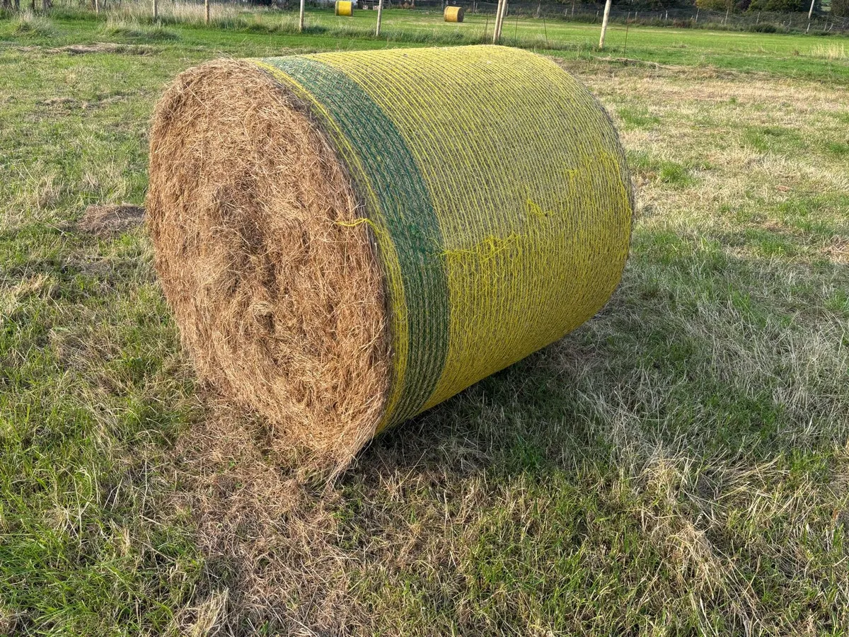 Hay - Round Bales 70 - Image 3