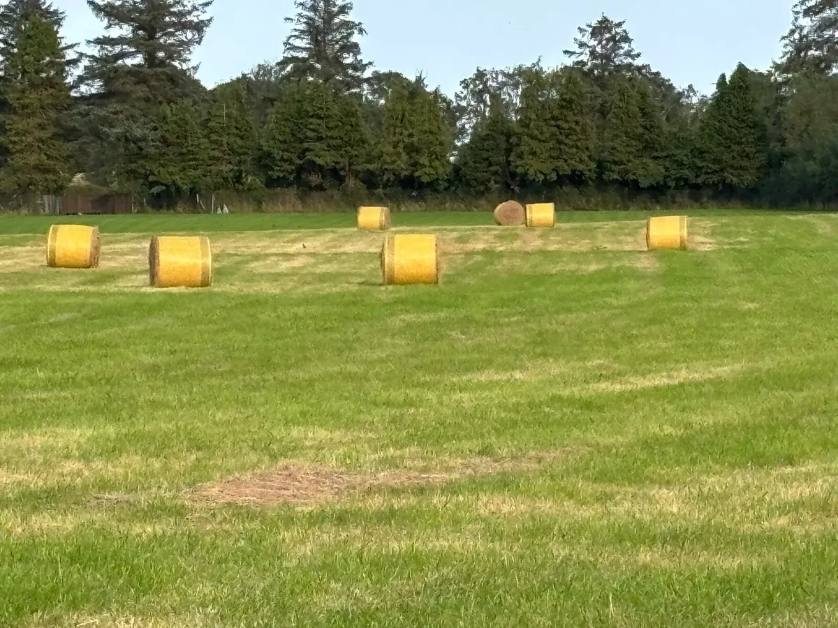 Hay - Round Bales 70 - Image 4