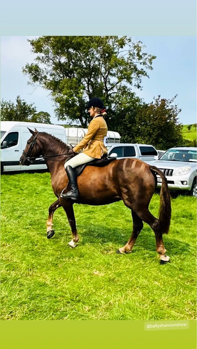 Irish Draught Mare - Image 3