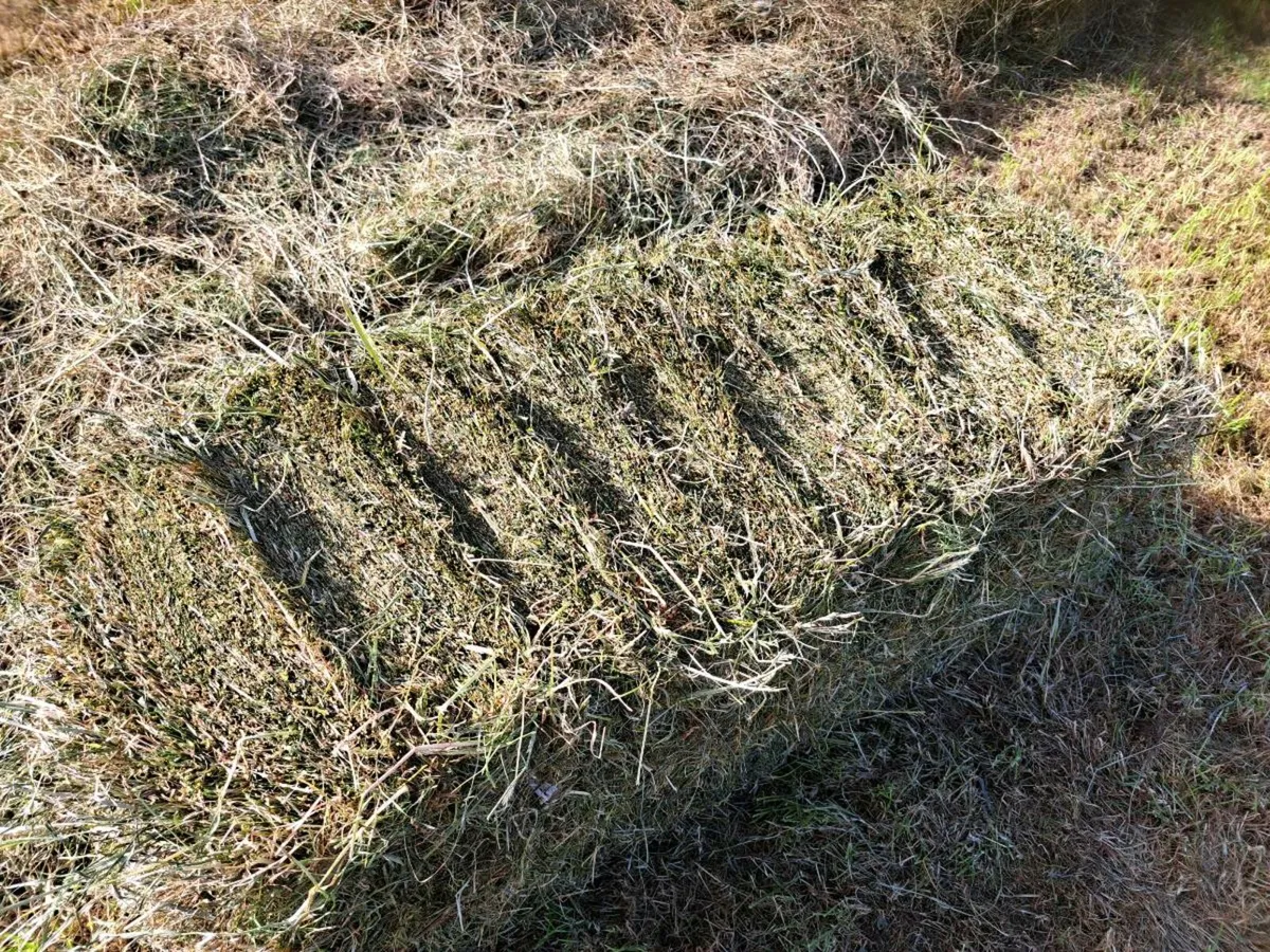 Hay  for  sale - Image 1