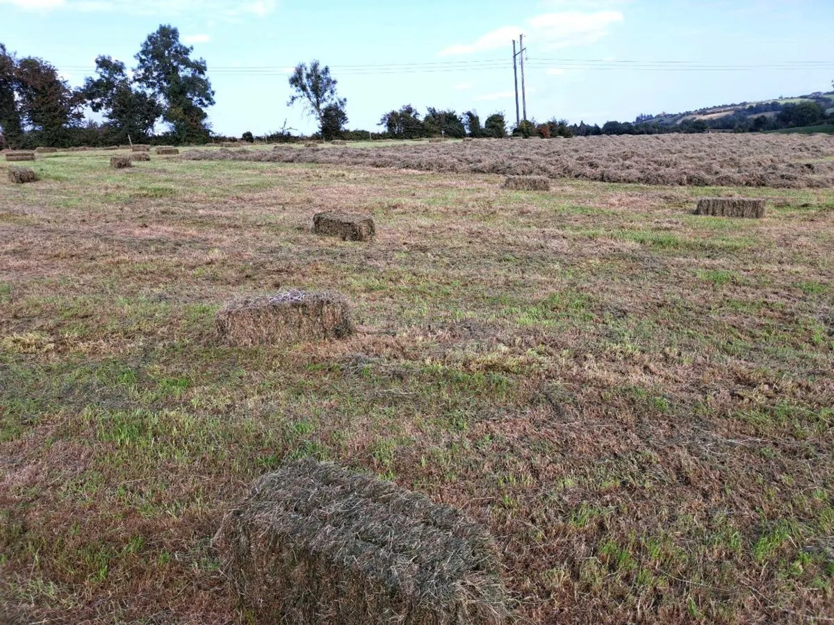 Hay  for  sale - Image 2