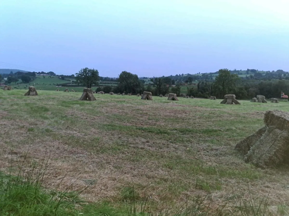 Hay  for  sale - Image 4