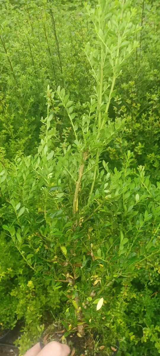 Box hedging alternative - Image 3