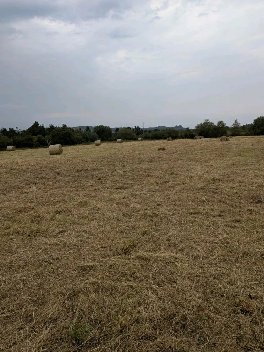 Hay - Image 2
