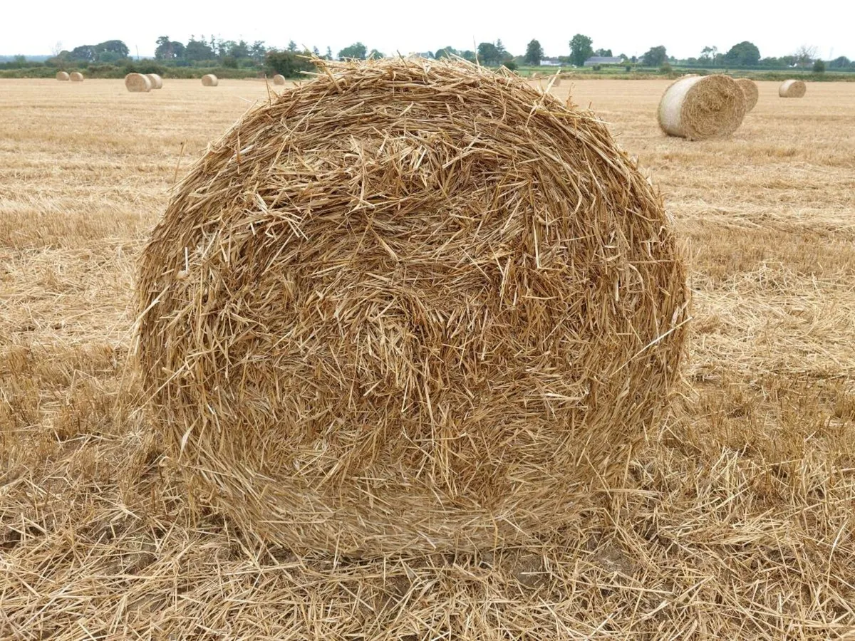 Spring Barley Straw - Image 1