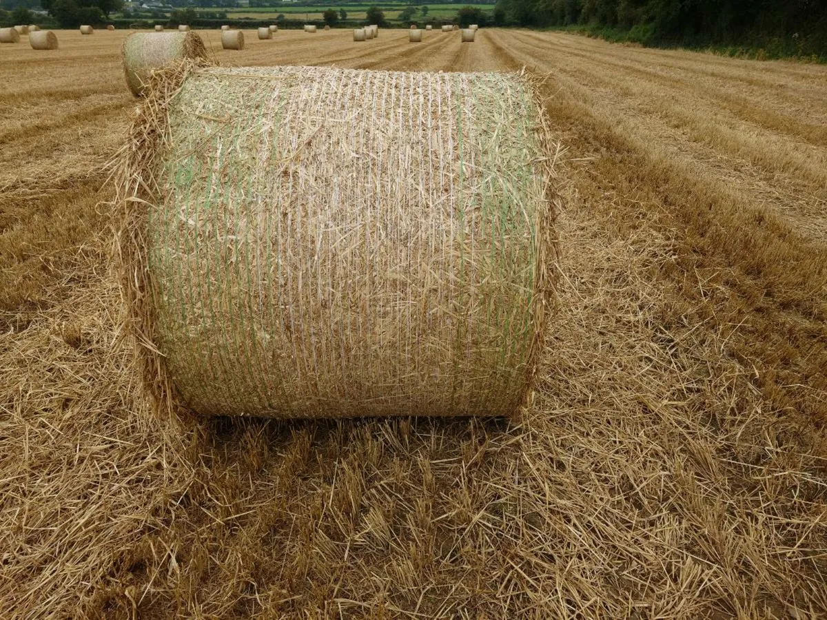 Spring Barley Straw - Image 2