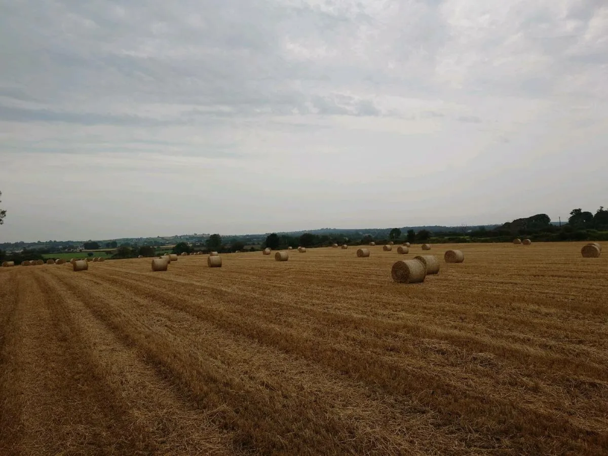 Spring Barley Straw - Image 3