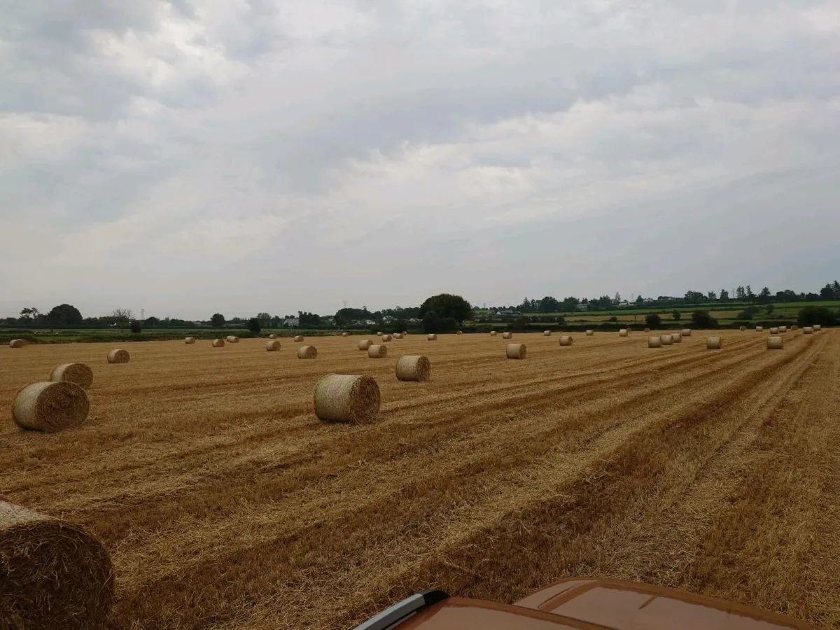 Spring Barley Straw - Image 4