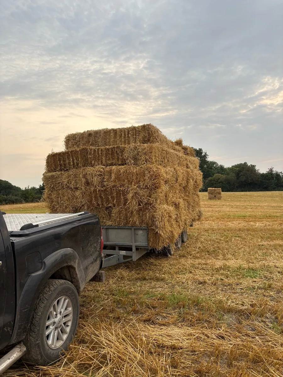 Spring barely straw - Image 1