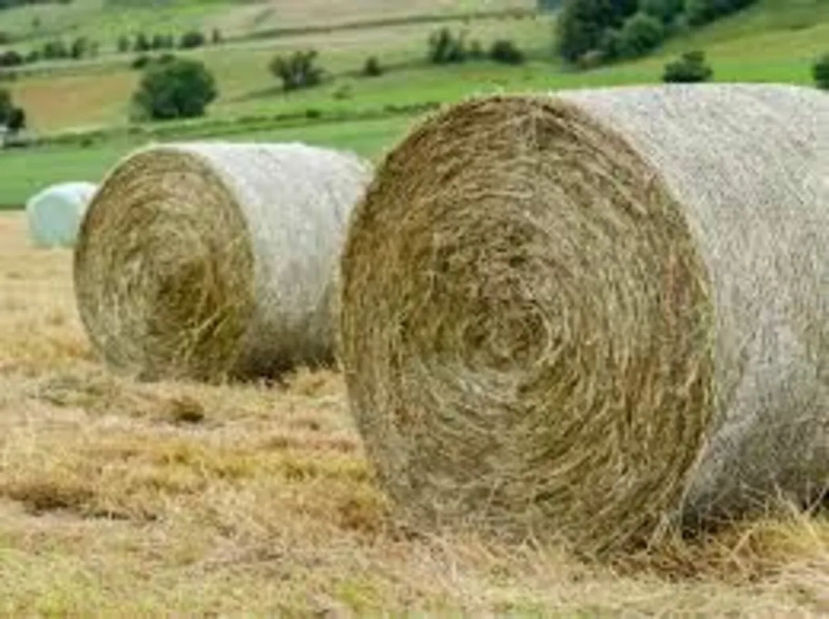 Organic grown hay