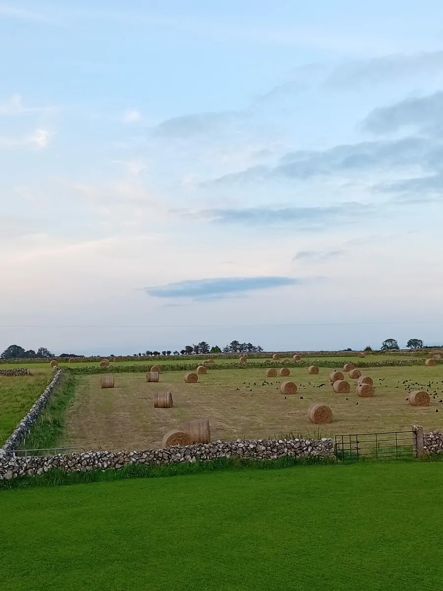 Round hay bales - Image 1