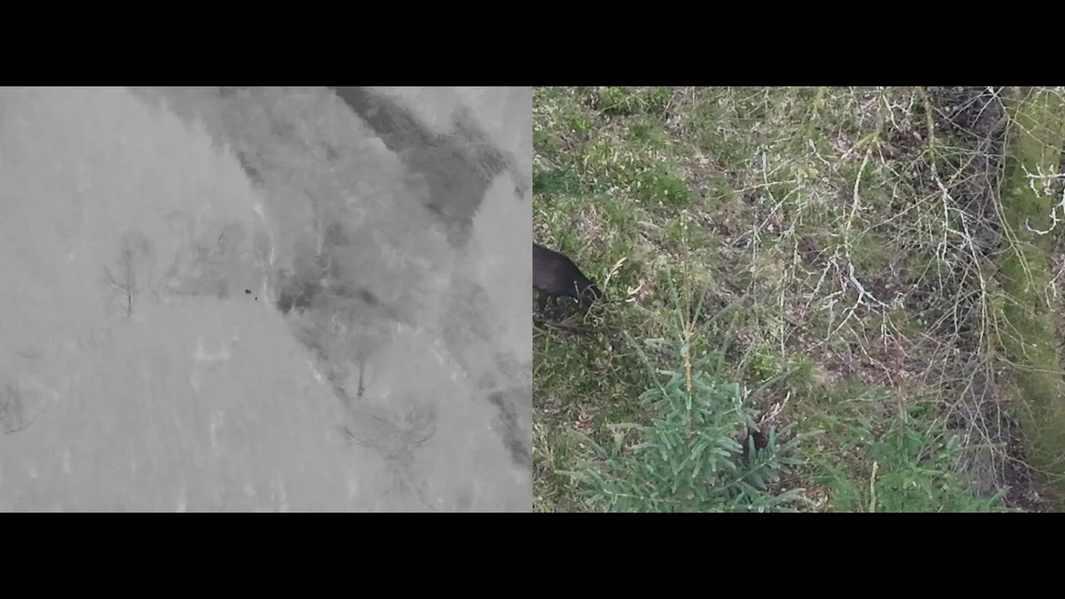 Deer Herd Analysis using Thermal Drone - Image 2