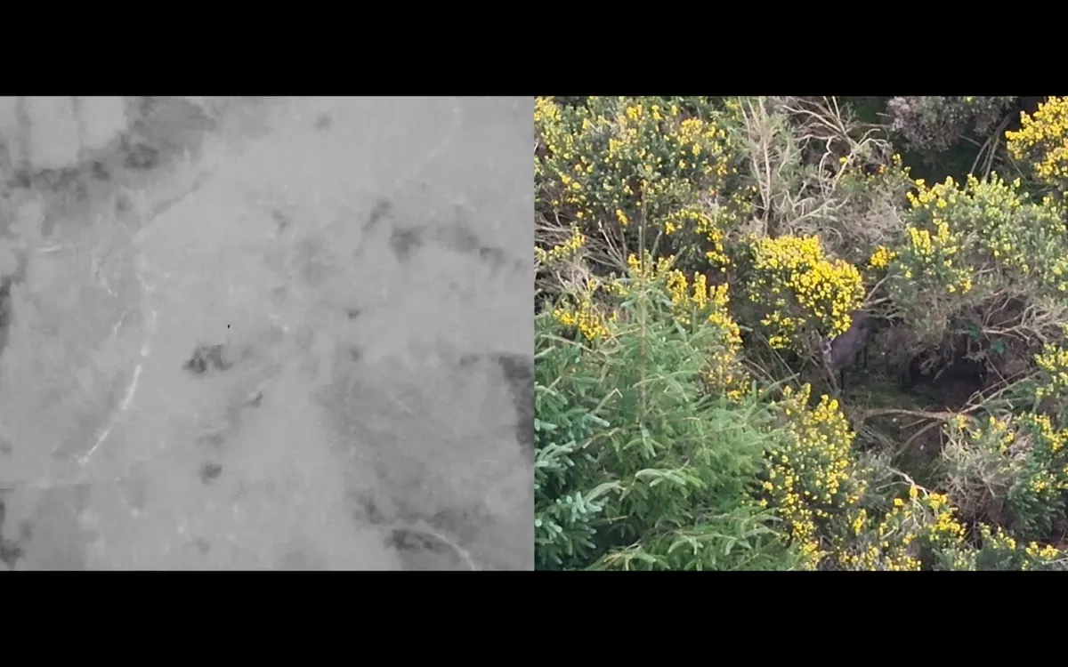 Deer Herd Analysis using Thermal Drone - Image 3