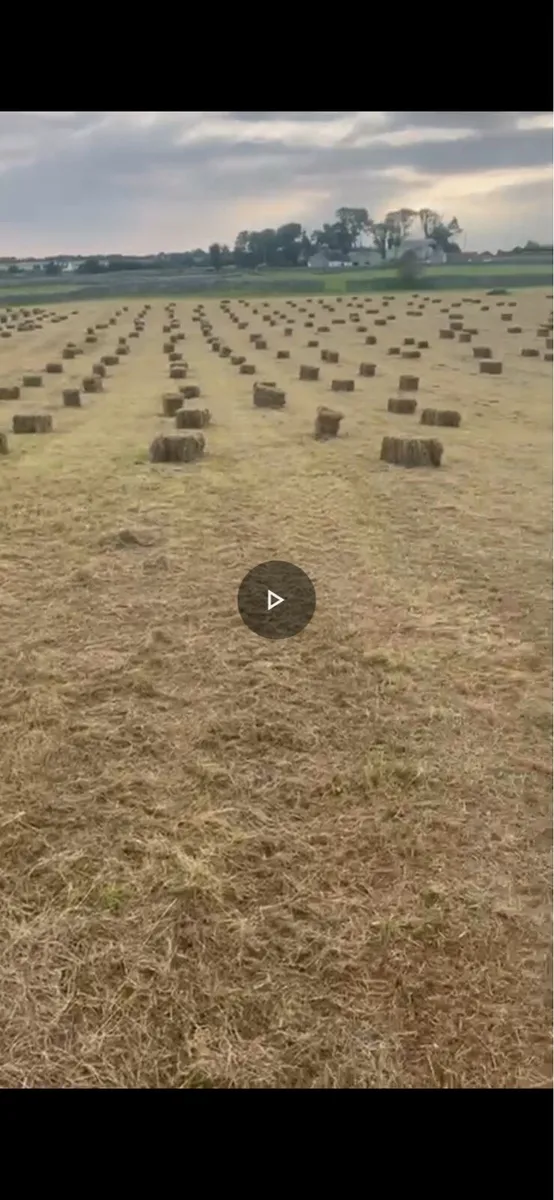 Small Square Bales of Hay - Image 2