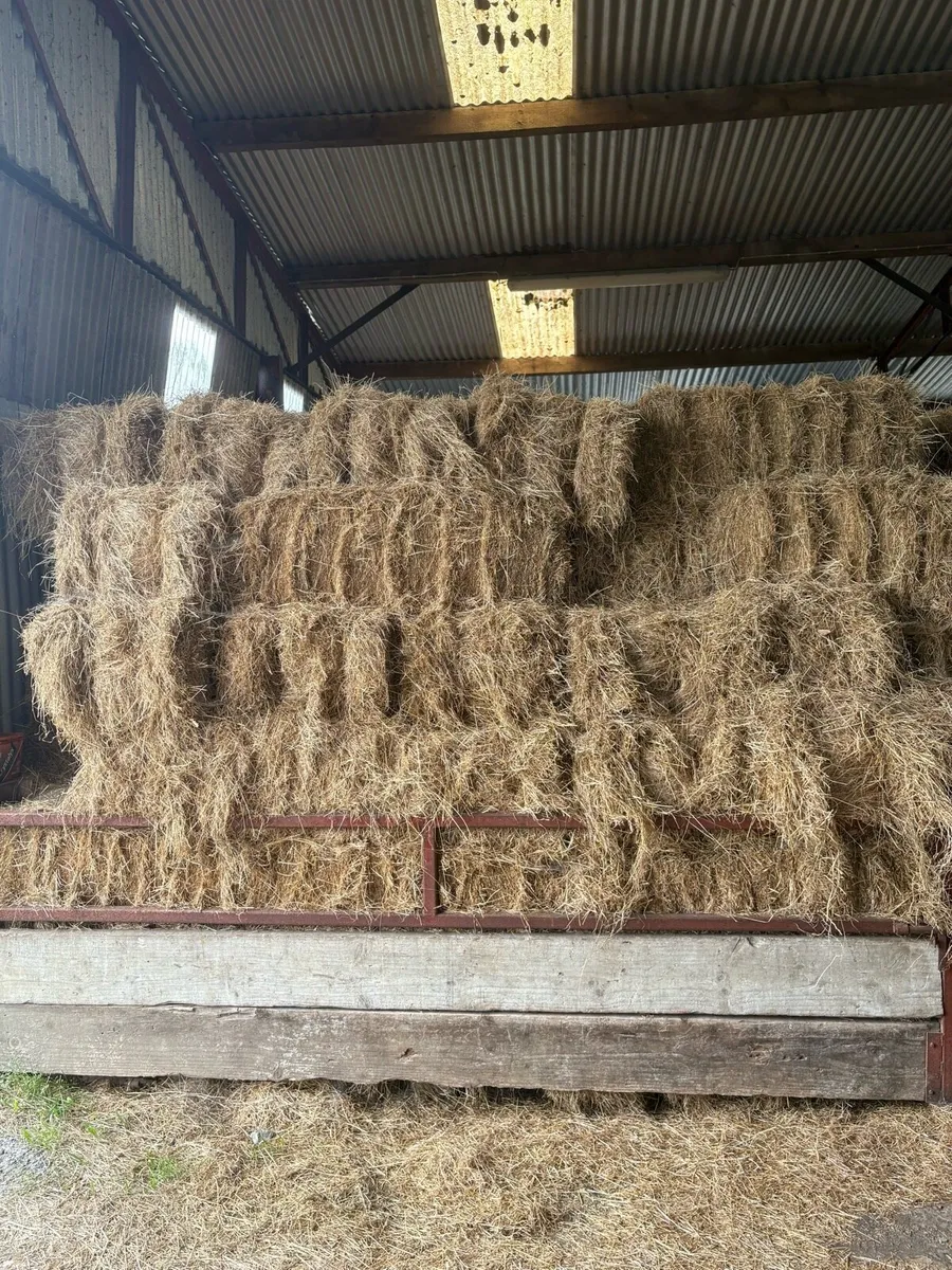 Small Square Bales of Hay - Image 1