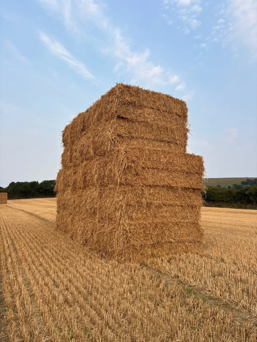 Wheat straw - Image 1