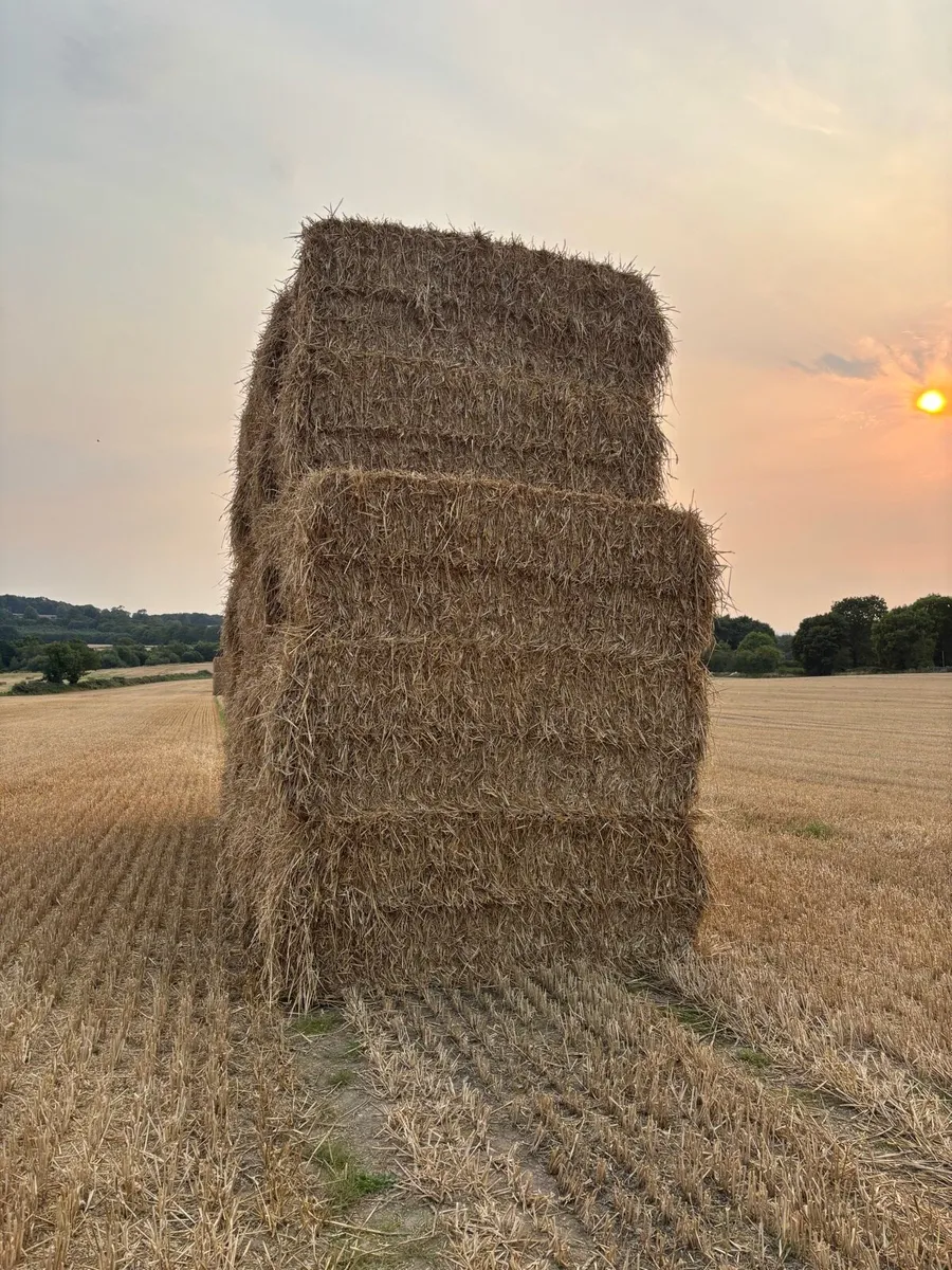 Wheat straw - Image 3