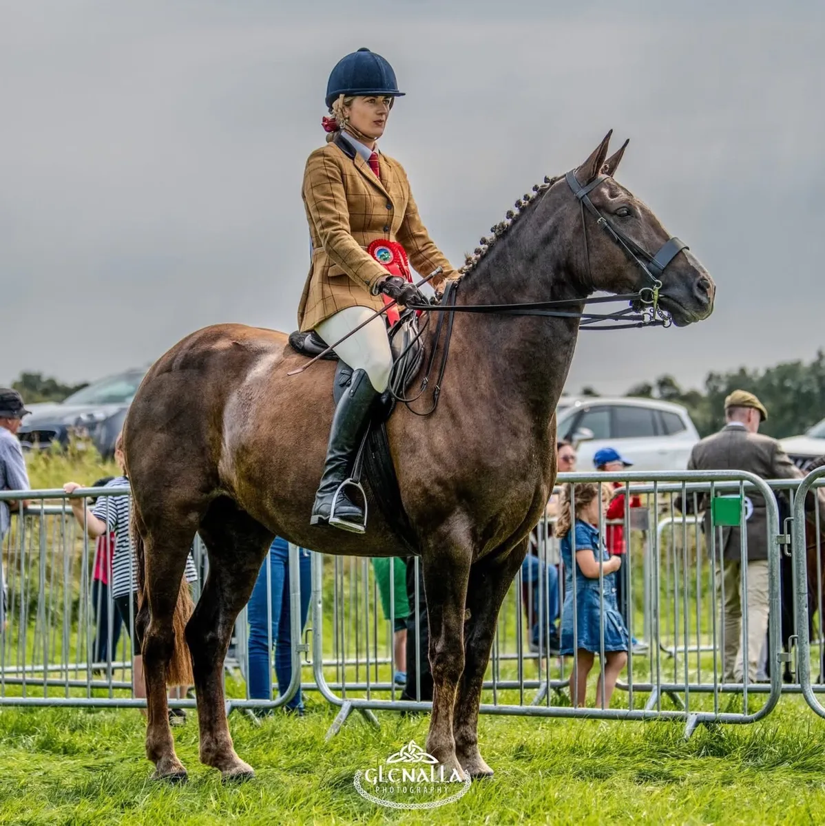 Irish Draught Mare - Image 2