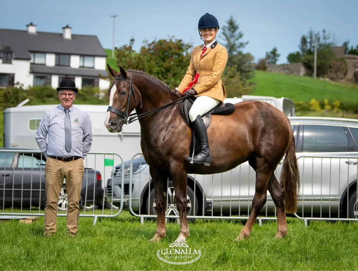 Irish Draught Mare - Image 1