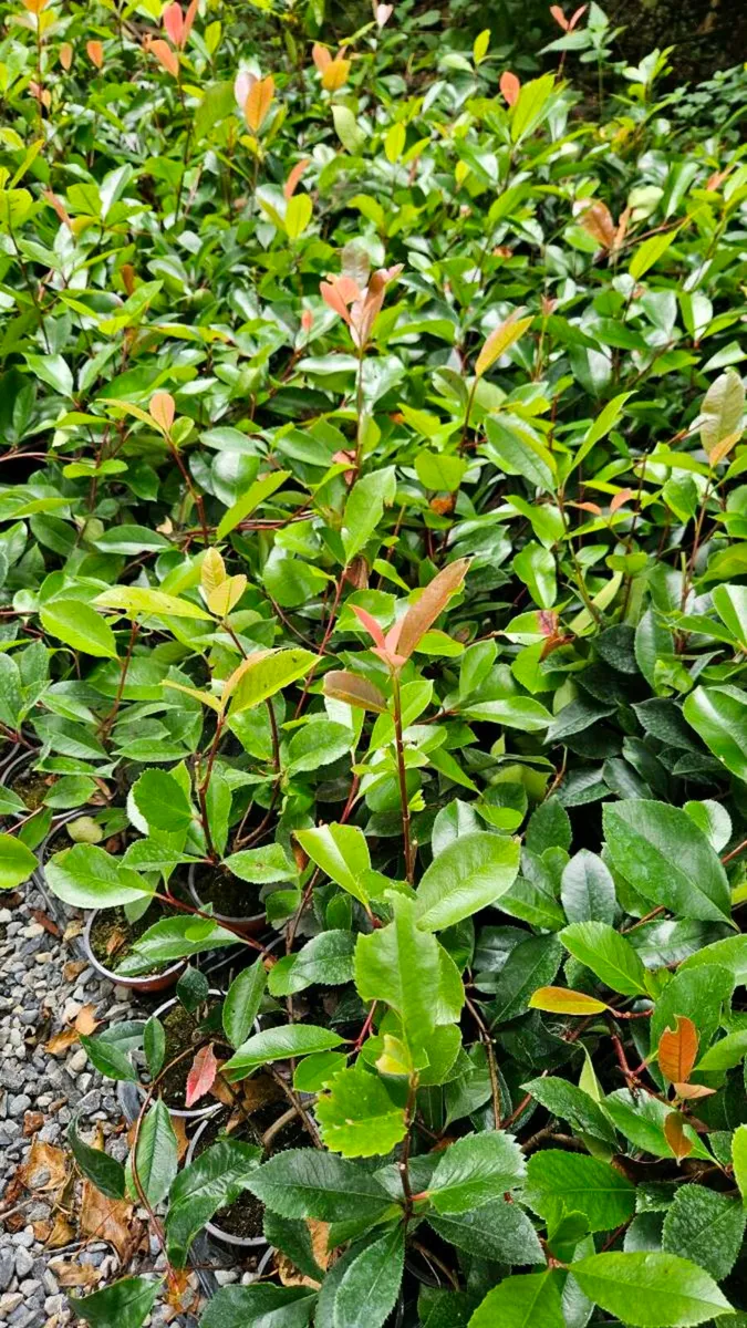 Red Robin Hedging TWO EUROS - Image 1