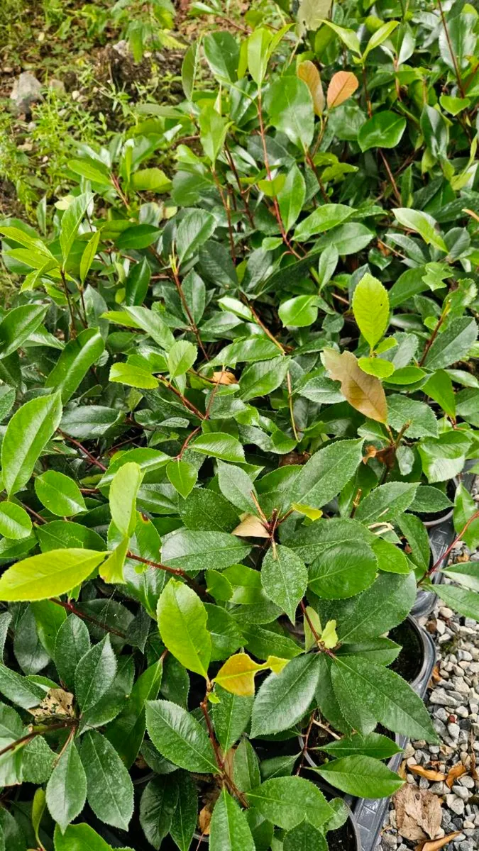 Red Robin Hedging TWO EUROS - Image 2