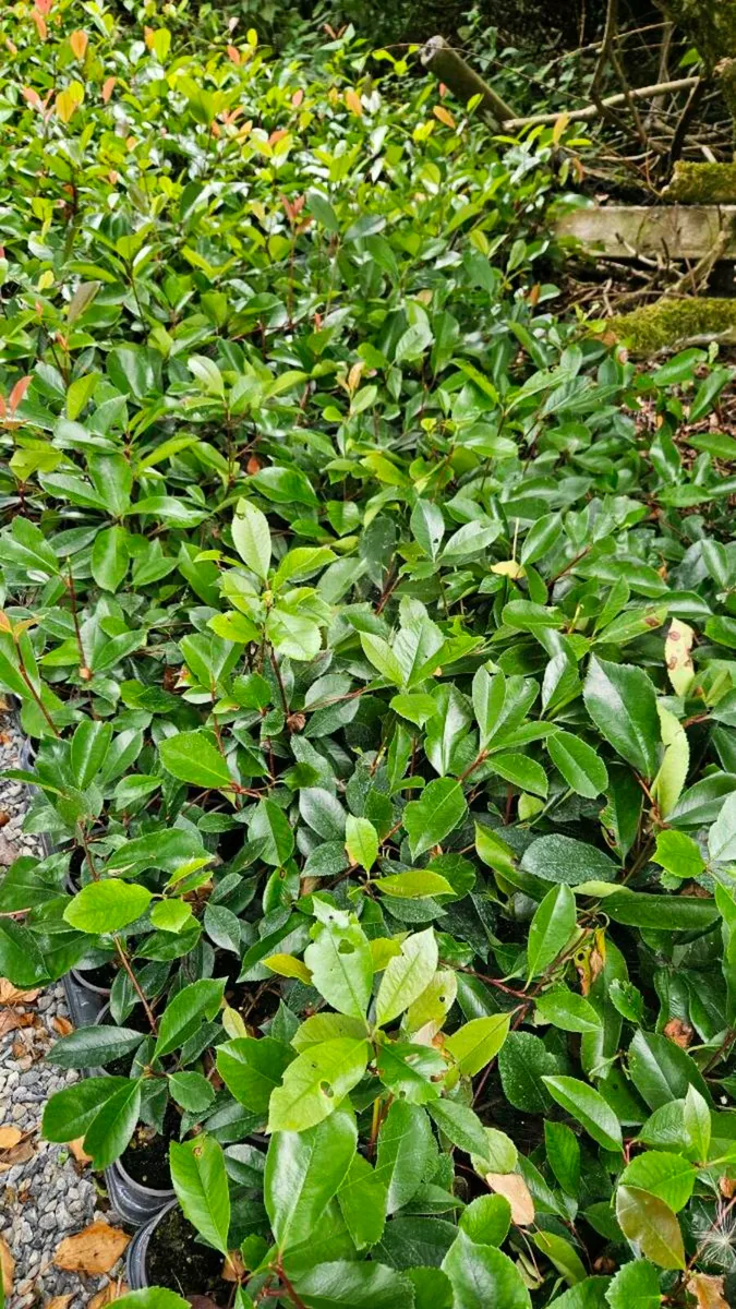 Red Robin Hedging TWO EUROS - Image 3