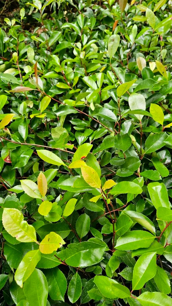 Red Robin Hedging TWO EUROS - Image 4