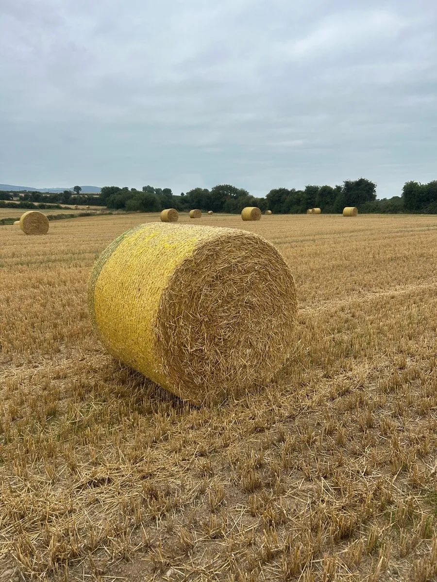 Barley and Oat straw - Image 1