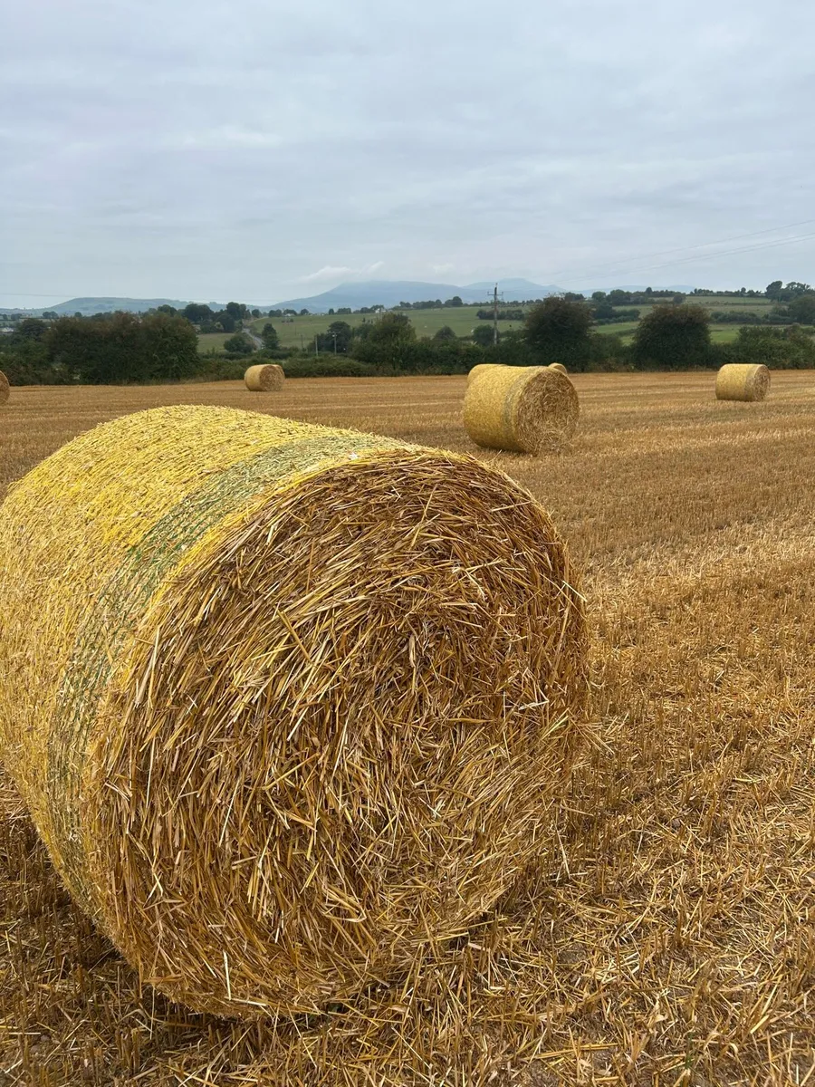 Barley and Oat straw - Image 2
