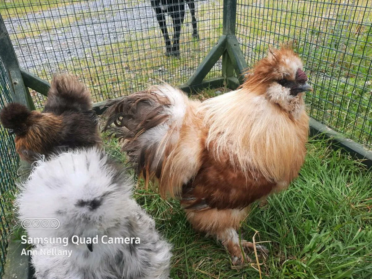 Poultry Hatching eggs - Image 3