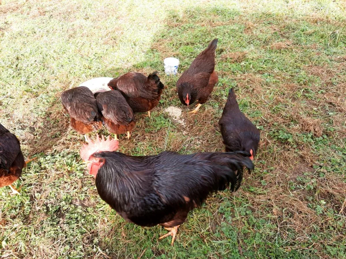 Poultry Hatching eggs - Image 4