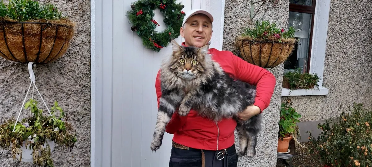 Royal Maine Coon kittens - Image 3