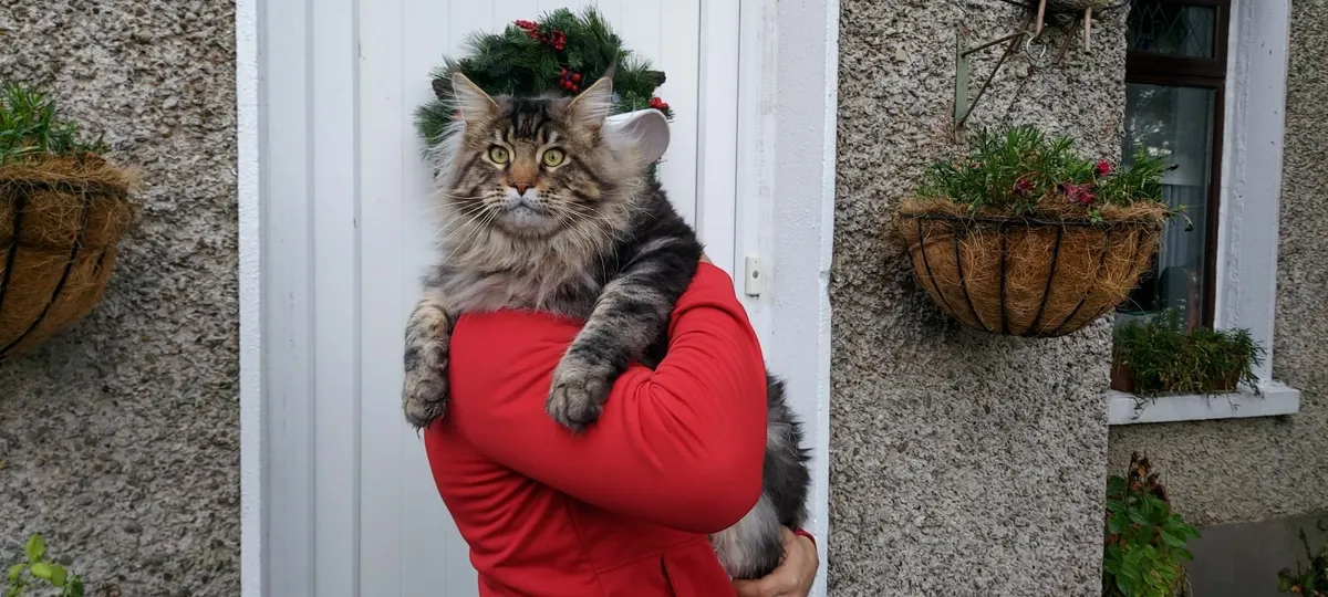 Royal Maine Coon kittens - Image 2