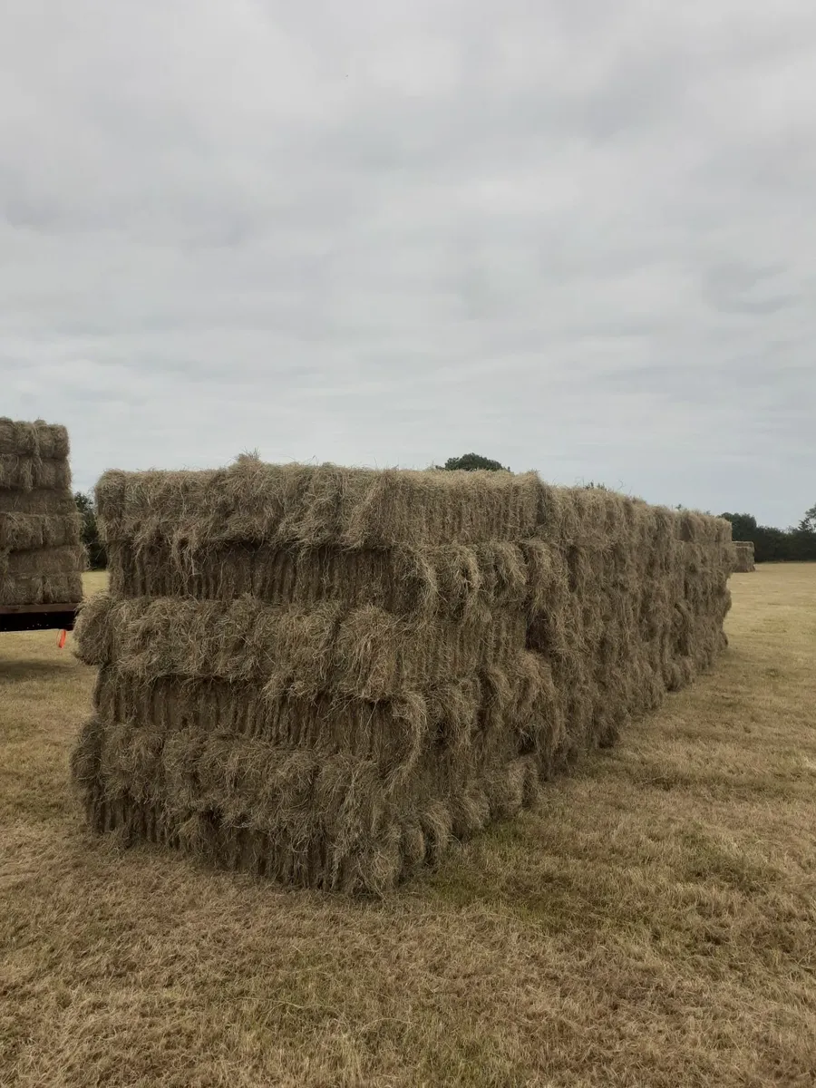 Small square bales of hay - Image 1